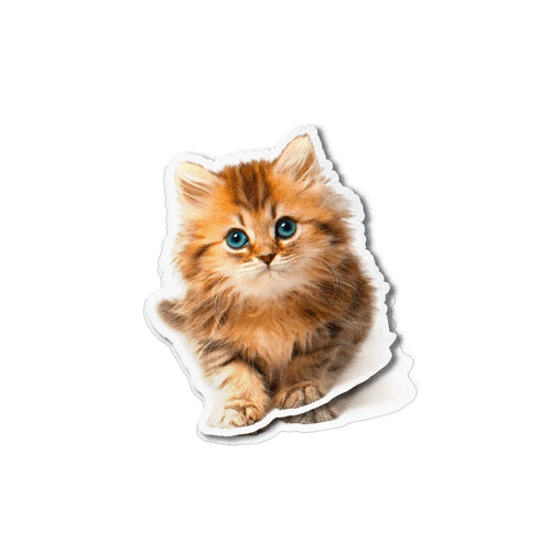 Chat bebe minion qui pose